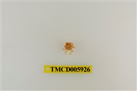 藏品(顯赫擬扇蟹)的圖片